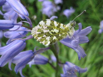 Orange-Tip Butterfly - Mayfields (3)