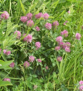 Red clover