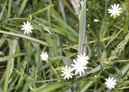 Lesser Stitchwort June