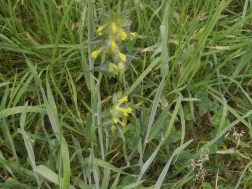 Yellow Rattle June