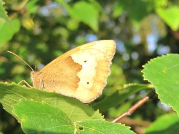 Meadow Brown at Mayfields