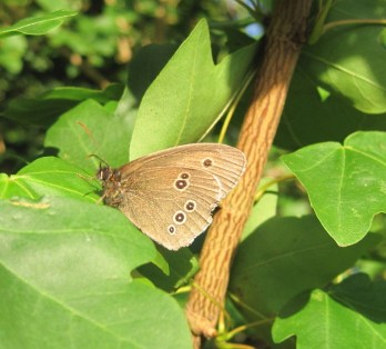 Ringlet at Mayfields