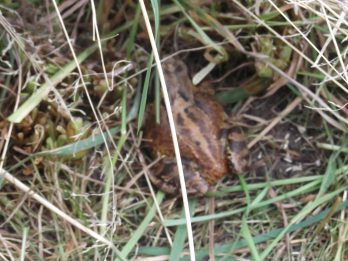 Common frog, well camouflaged in the long grass!