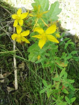 Perforate St Johm's Wort July 1
