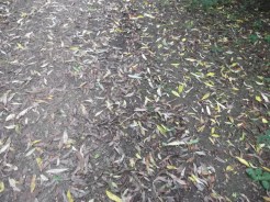 Before leaf removal Sept2014