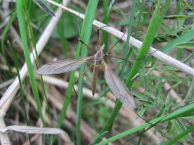 Crane Fly
