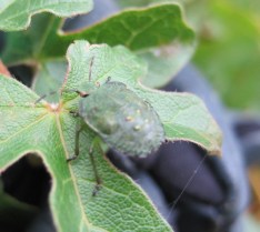Green Shieldbug