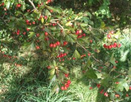 Hawthorn berries