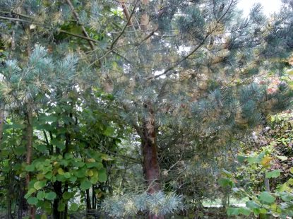 Needle problem of S pine Sept 2014