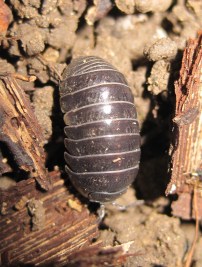 Pill Woodlouse (1)
