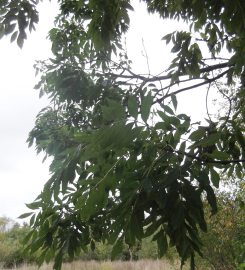 Ash foliage Sept 2014