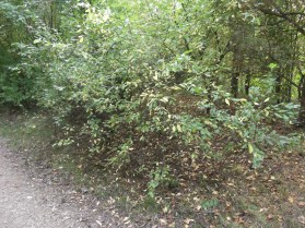 Blackthorn beside path