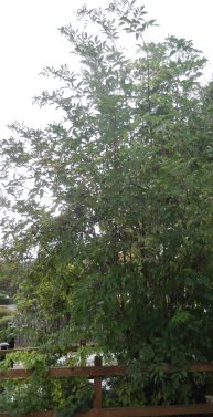 Elder by gate Sept 2014