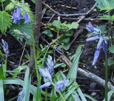 EnglishBluebellL-Apr (2)