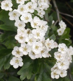 Hawthorn May