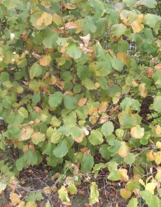 Hazel late Sept 2014