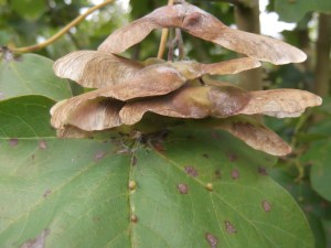 Maple Seeds Sept 2014