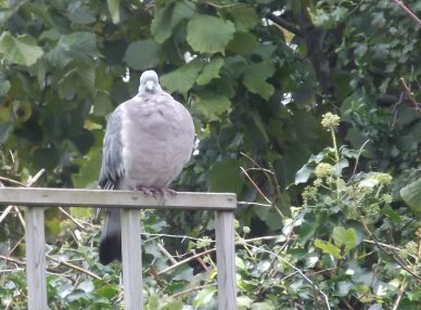 Pigeon Oct 2014