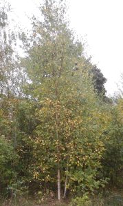 Silver birch tree