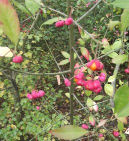 Spindle tree 3