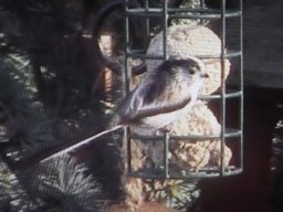 Long tailed tit