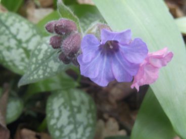 Pulmonaria March 2015