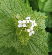 Jack under the Hedghe Garlic Mustard May 1st 2015