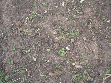 Wild flower seedlings on May 22, 2015