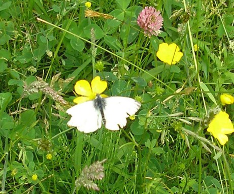 Male large white on the meadow (female has 2 black spots on each wing).