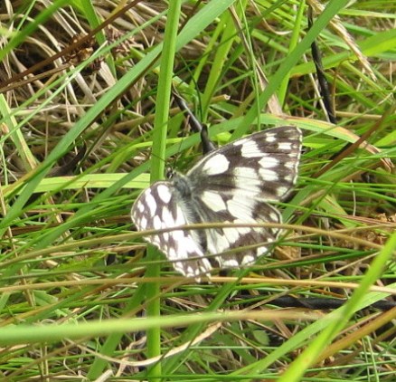 Marbled White