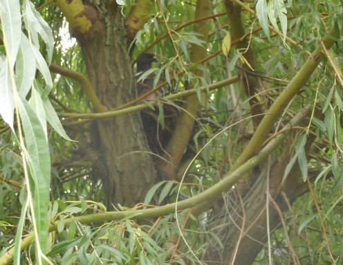 Pigeon on Nest JUly 2015