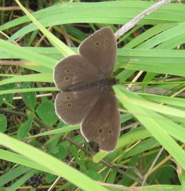 Ringlet2