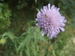 Scabious_July2015