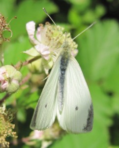 Small white