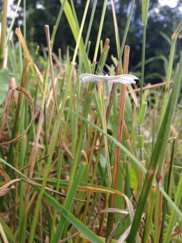 White Plume Moth_Tina