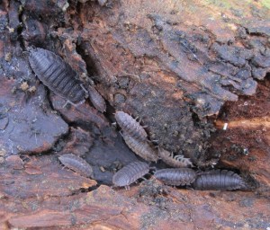 Common Rough Woodlouse