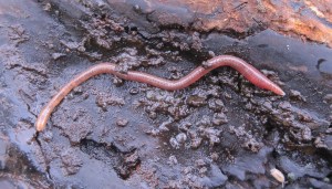 Immature Earthworm