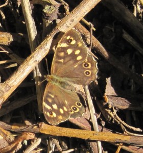 Speckled Wood1 (1)