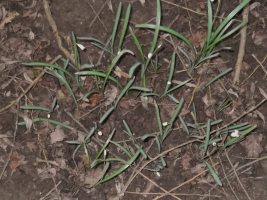 Snowdrops by pathJan26_2016