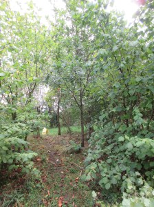 2Rescued OaksSept2016